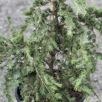  Céder Himalájsky (Cedrus deodara) ´FEELIN BLUE´® - výška 90-110 cm, kont. C18L 